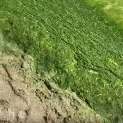 mamaia alge captura video jpg