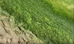 mamaia alge captura video jpg