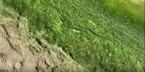 mamaia alge captura video jpg