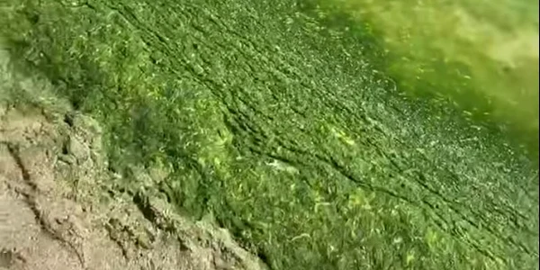 mamaia alge captura video jpg