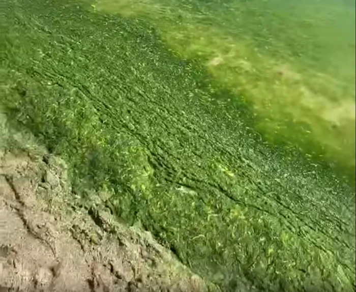 Plajele din Mamaia au fost invadate de alge urât mirositoare FOTO: Captură video