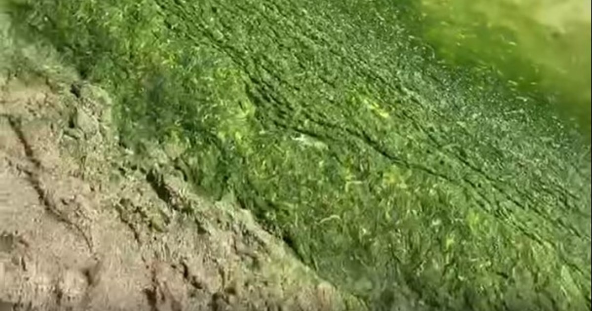 Turiști nemulțumiți: vacanța la Mamaia afectată de invazia algelor pe litoralul românesc