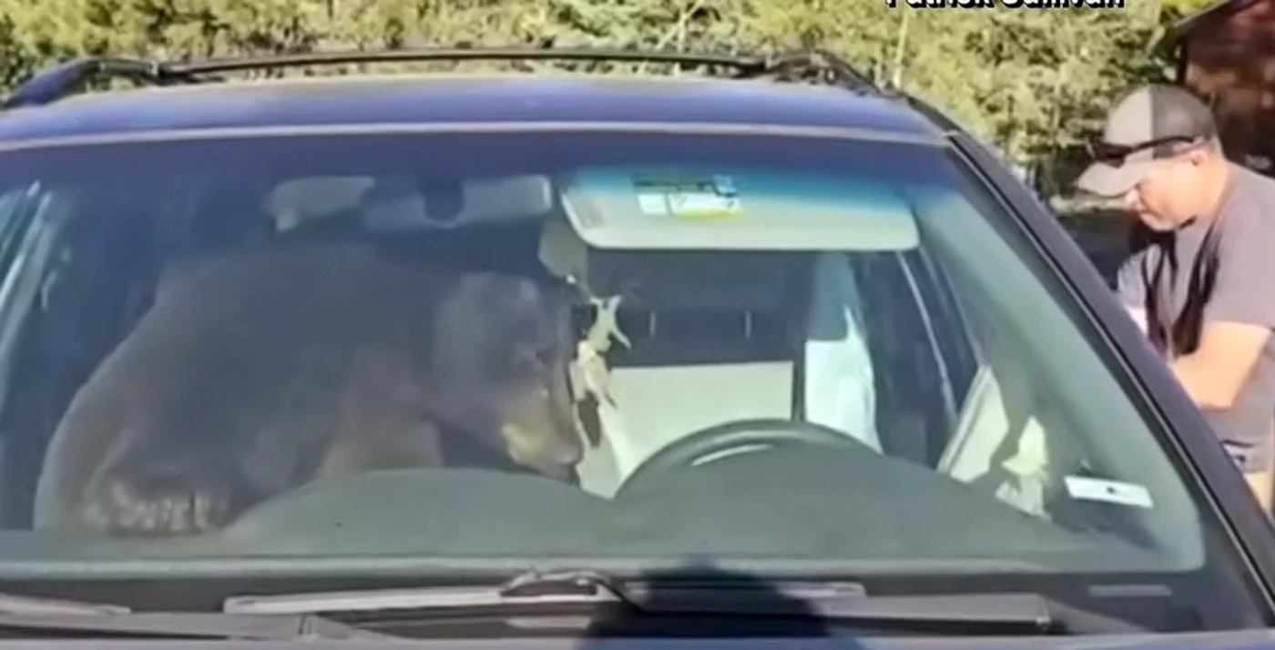 Ursul a distrus interiorul mașinii. FOTO captură YouTube 11 Alive / Patrick Sullivan