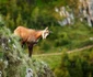 septimiu bizo fotograf wild life cluj foto arhiva personala