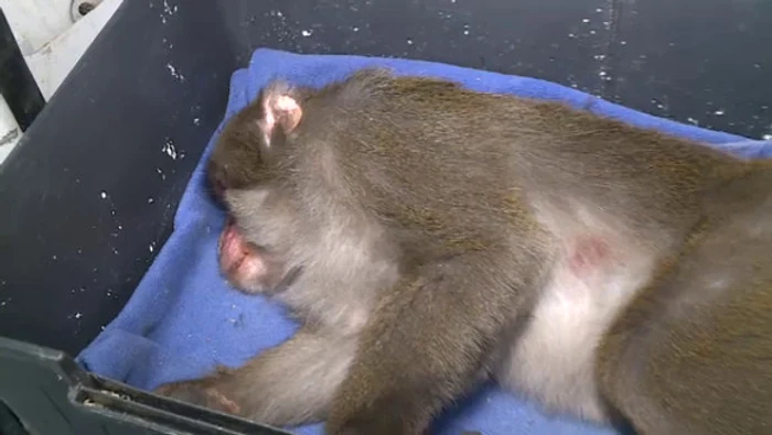 Maimuța de pe străzile Capitalei a fost prinsă după ce a fost tranchilizatăFoto: Pro Tv