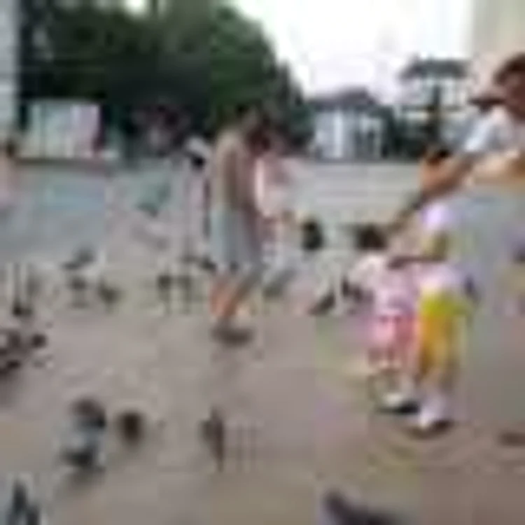 Târgu-Jiu: Porumbeii din Piaţa Prefecturii hrăniţi de copii