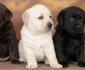 Labrador jpeg