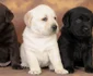 Labrador jpeg