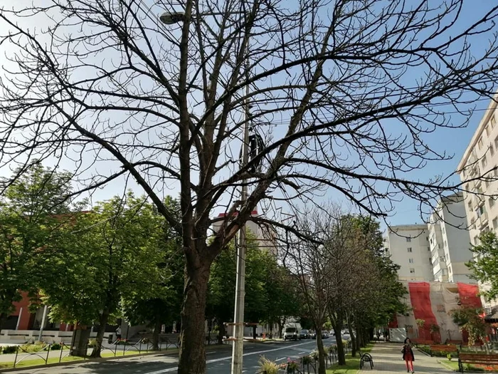 Zona centrală arată ca în plină toamnă