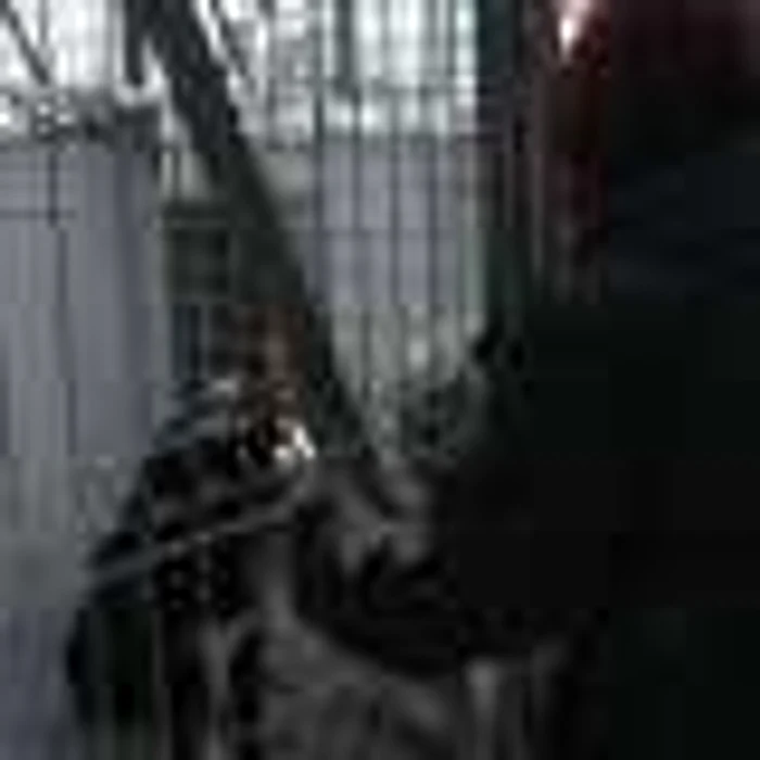 Câinii sunt eutanasiaţi şi trataţi inuman