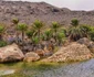 Arborii „Sângele dragonului” de pe Insula Socotra Yemen Foto relocation target