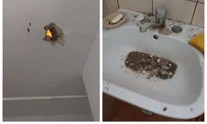 BeFunky collage   2026 03 16T223145 667 jpg