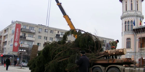 Muncitorii fac ultimele pregătiri înaintea ridicării bradului pe postament