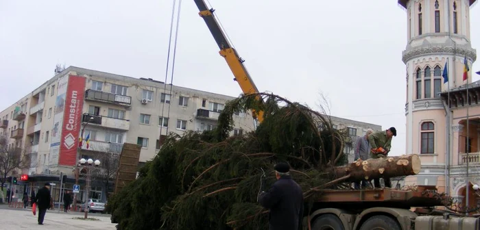 Muncitorii fac ultimele pregătiri înaintea ridicării bradului pe postament