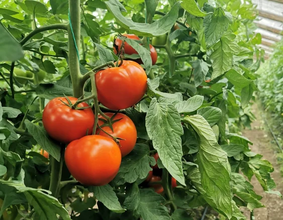 Roșii crescute în solarul familiei FOTO: Arhivă Personală