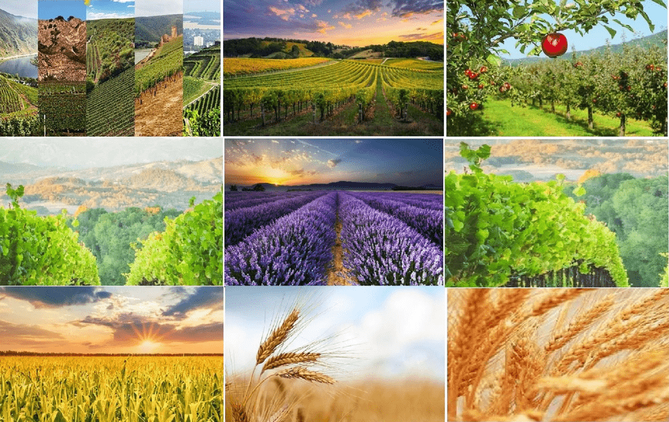 ADS a scos la concesionare un nou lot de terenuri agricole. În ce județe sunt oportunități de afaceri FOTO