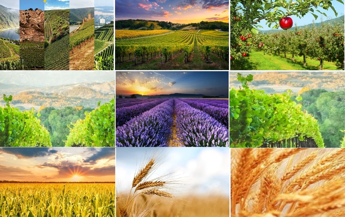 Oportunități de afaceri pentru fermieri terenurile agricole în arendă Sursă Domeniile Statului