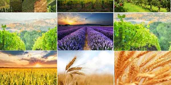 Oportunități de afaceri pentru fermieri luarea în arendă a terenurilor agricole de la Domeniile Statului Foto colaj jpg
