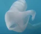 Pyrosome - uluitoarele creaturi marine cunoscute drept „unicornii mării” Foto YouTube