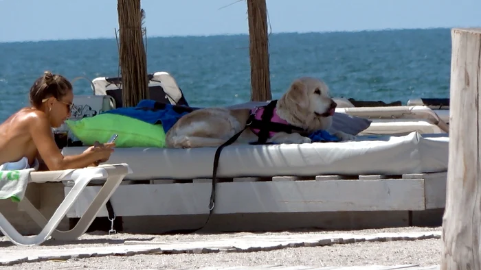 Crina Abrudan, la o plimbare cu simpatica Lana