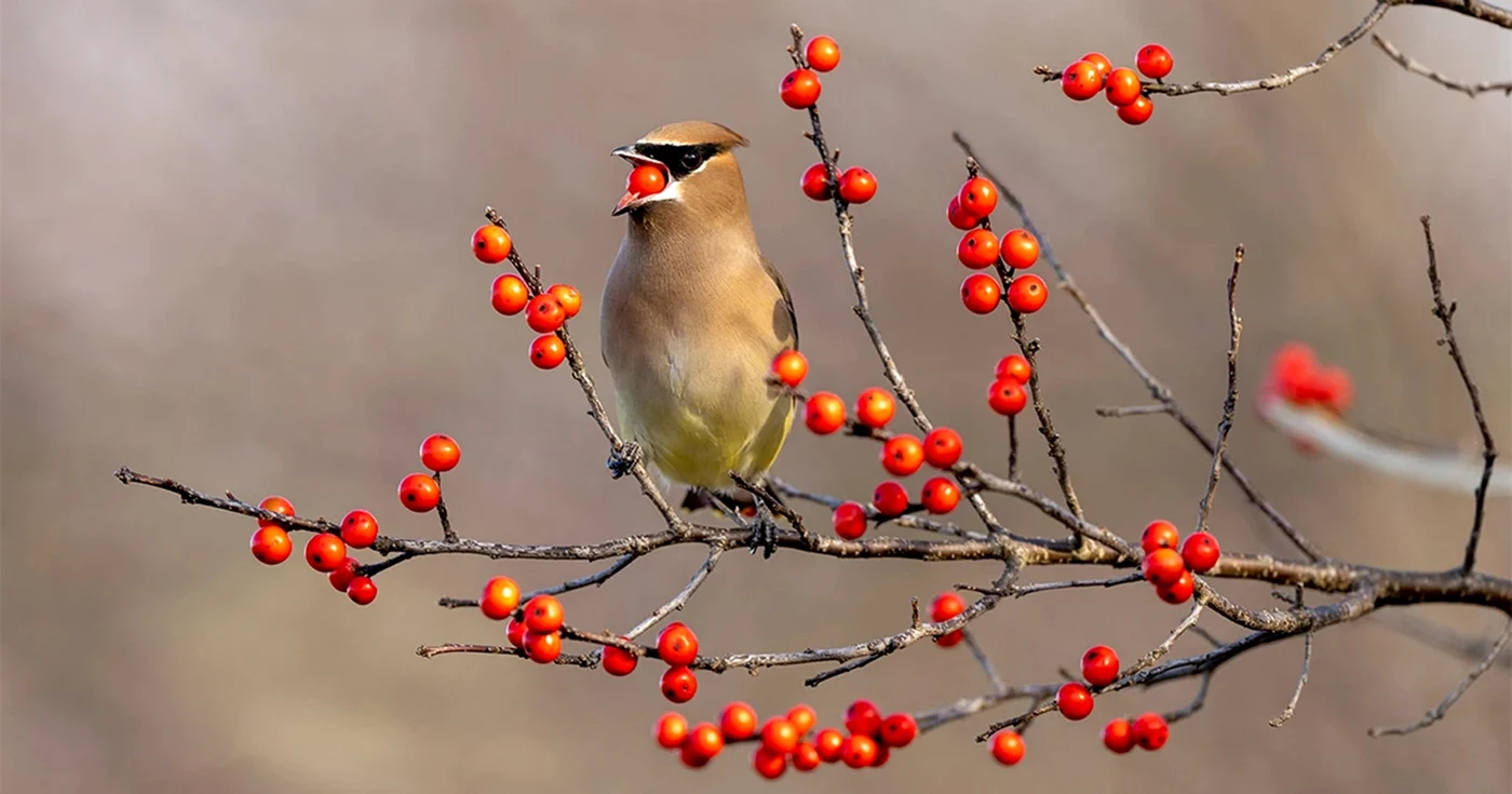 Pasăre într-un arbust fructifer sănătos Foto Audubon.org