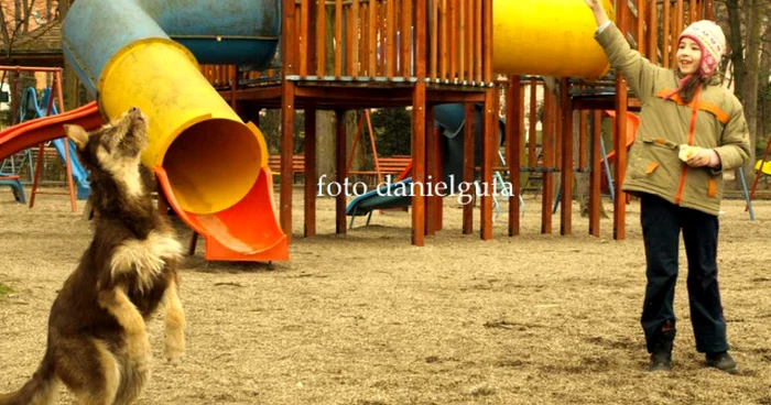 Câinii nu mai au voie în parcuri. Foto: D.G.