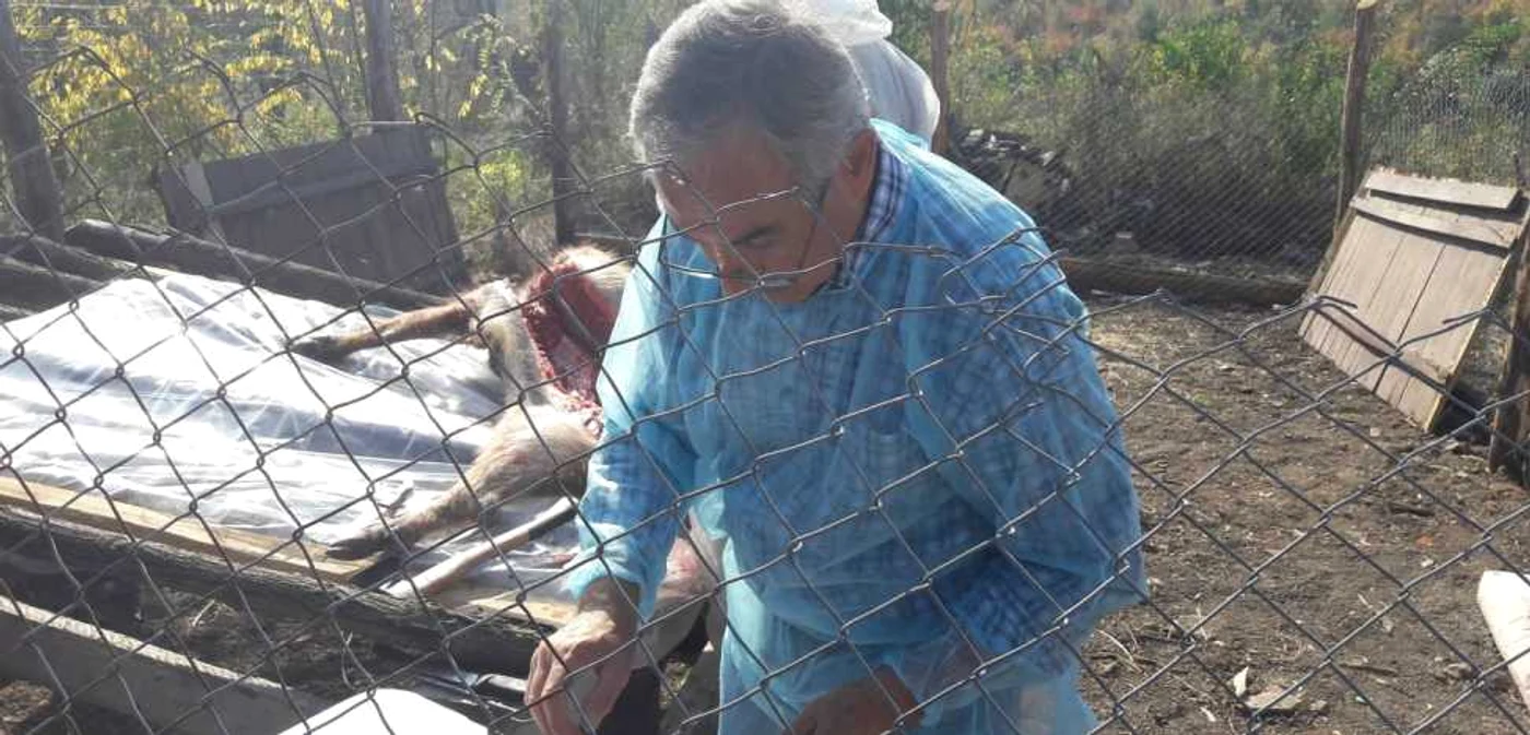 Prelevare de probe pentru laborator de la mistreţ FOTO Ş. Both