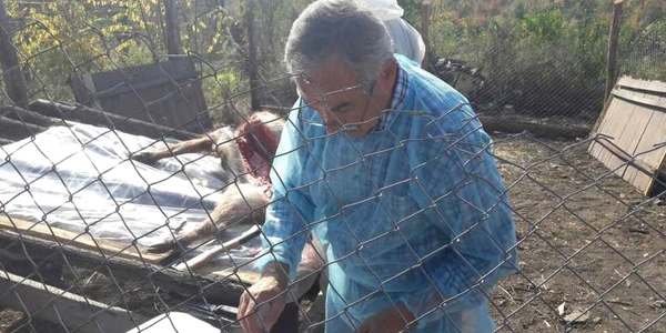 Prelevare de probe pentru laborator de la mistreţ FOTO Ş.Both