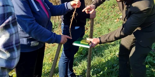 plantari copaci curtea de arges 01 foto Andreea Tamas jpg