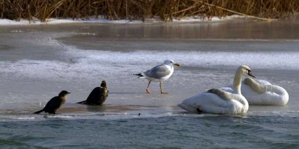 Păsările din deltă sunt în pericol din cauza temperaturilor scăzute
