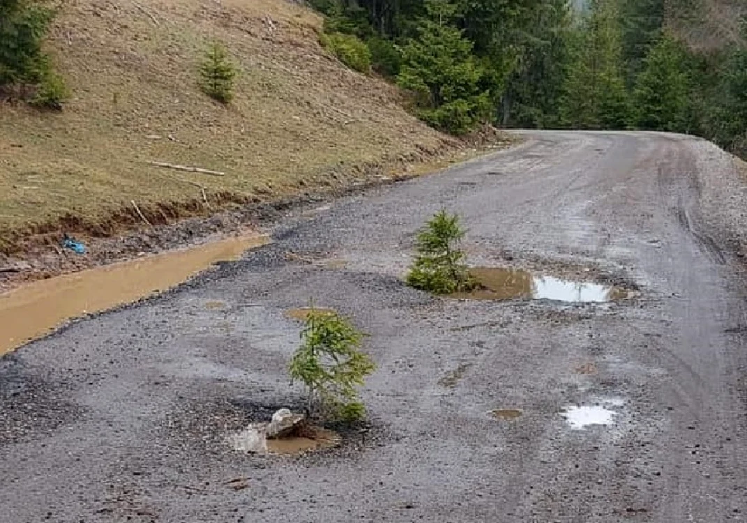 Puieţi de brad plantaţi în gropile de pe Transursoaia. Foto: Facebook/ Elena Olar