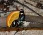 insecte