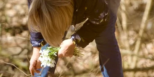 femeie culegand ghiocei FB Lucian Mîndruță jpg