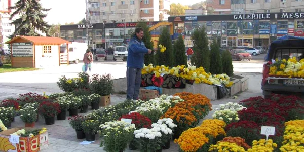 Cel mai ieftin buchet de crizanteme costă 3 lei
