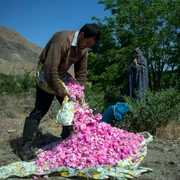 مراسم گلابگیری در قمصر کاشان Golabgiri ( making Rosewater )   Ghamsar  Kashan  Iran 08 jpg