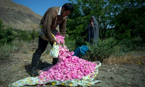 مراسم گلابگیری در قمصر کاشان Golabgiri ( making Rosewater )   Ghamsar  Kashan  Iran 08 jpg