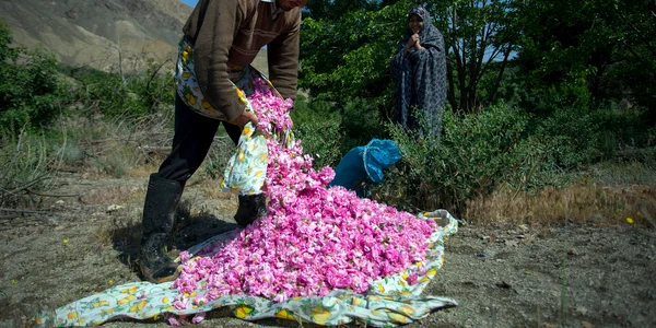 مراسم گلابگیری در قمصر کاشان Golabgiri ( making Rosewater ) Ghamsar Kashan Iran 08 jpg