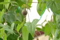 vanatoru yam (2) png