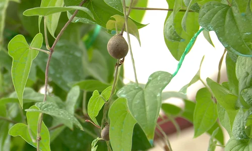 vanatoru yam (2) png