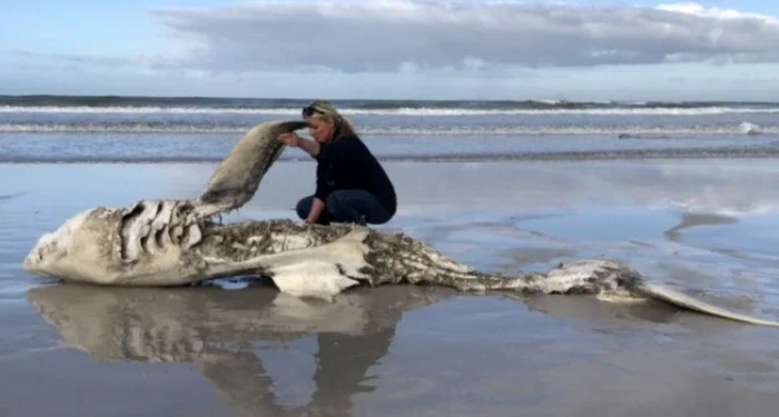 FOTO: Live Science - Marine Dynamics/ Dyer Island Conservation Trust