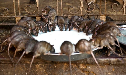 1 shutterstock 273400223 jpg jpeg