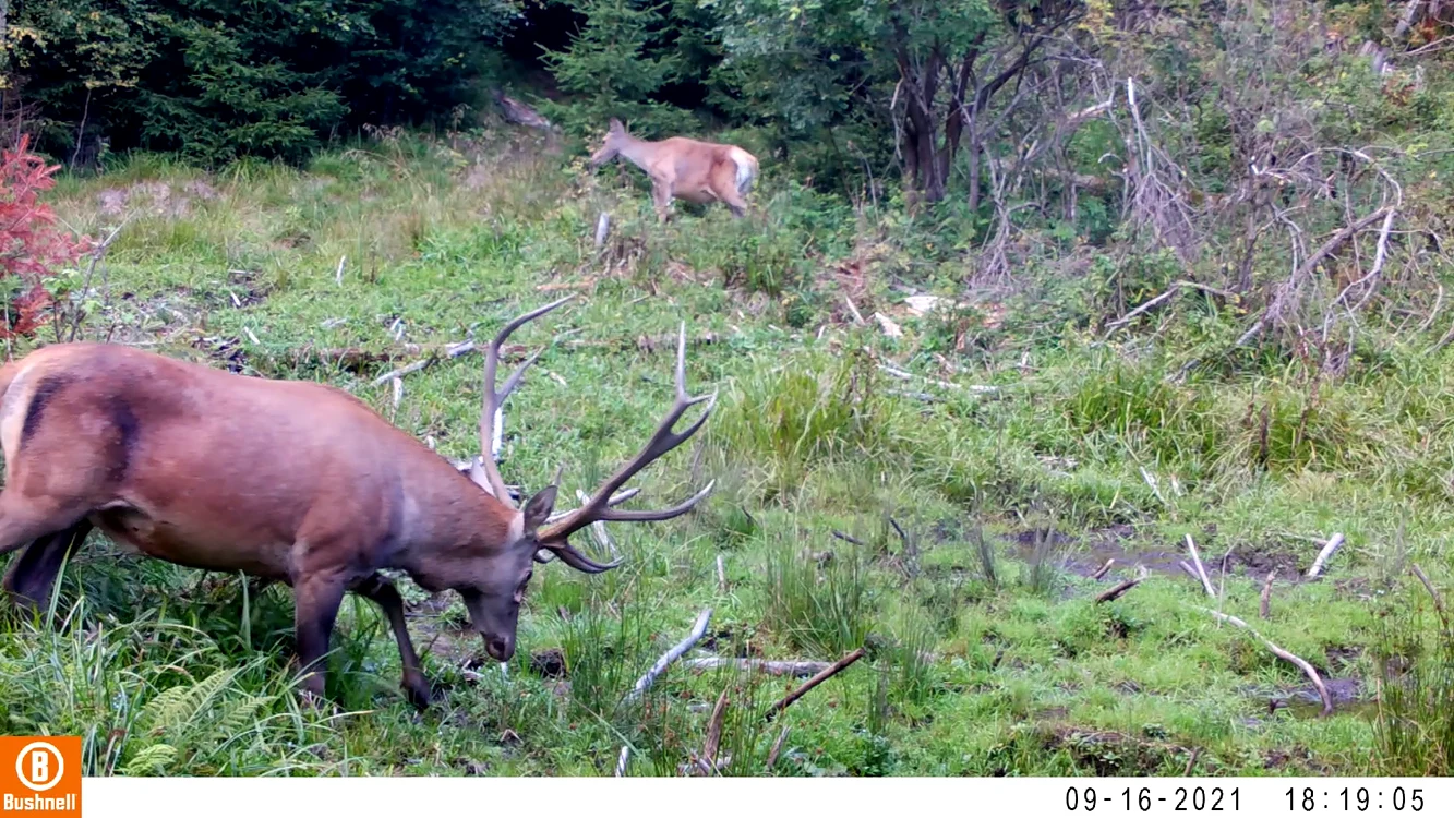 Munții Carpați au o biodiversitate foarte bogată FOTO Fundația Conservation Carpathia