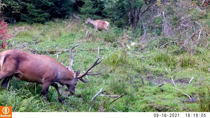 Munții Carpați au o biodiversitate foarte bogată FOTO Fundația Conservation Carpathia