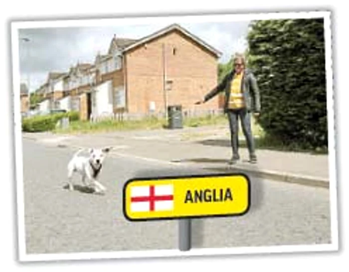 Plimbatul căţeilor e o normalitate