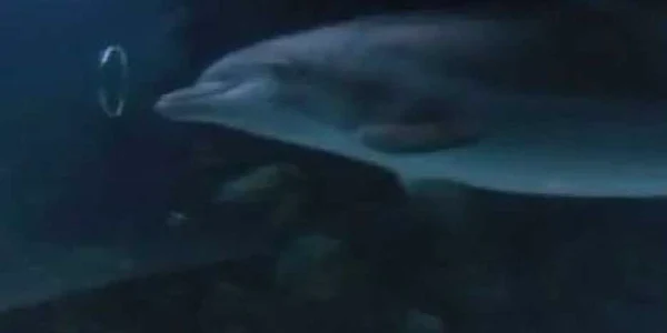 Delfinii au învăţat acest truct unul de la celălalt