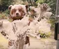 11 bear 1 jpg jpeg