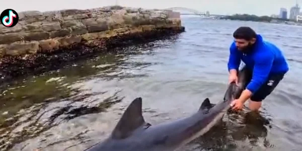 rechin taur foto captura video