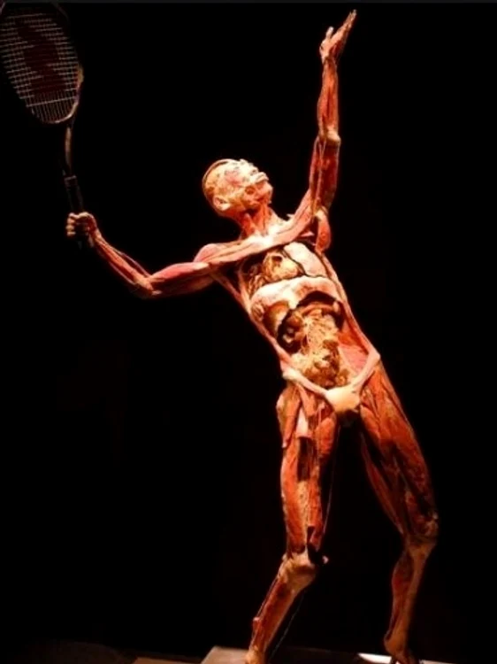 expozitie cadavre