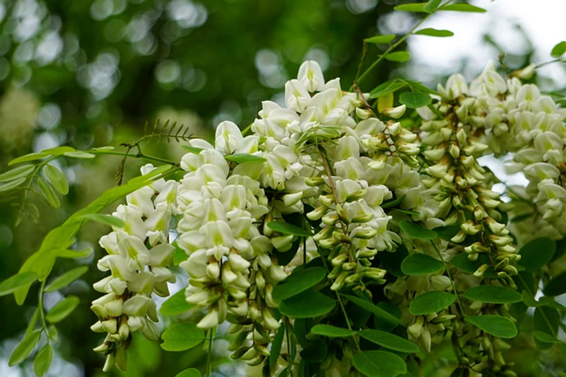 
    Preparatele obţinute din florile de salcâm au acţiune sedativă şi antispastică la nivelul sistemului nervos central şi al musculaturii netede gastrice.Foto: pixabay.com  