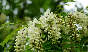 salcam 6086589 640 0 jpeg